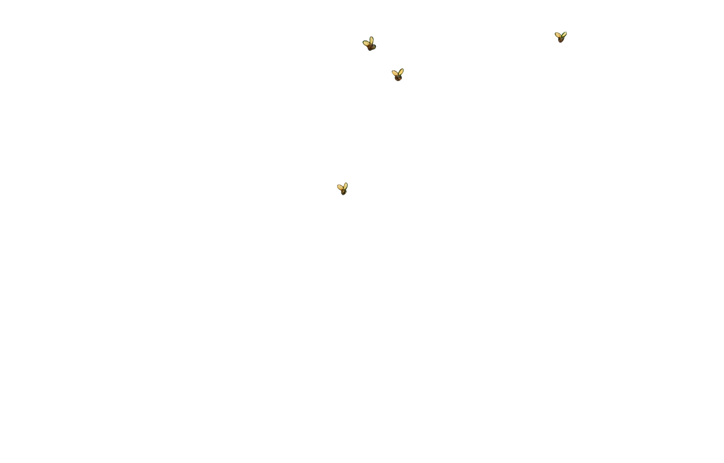 flies